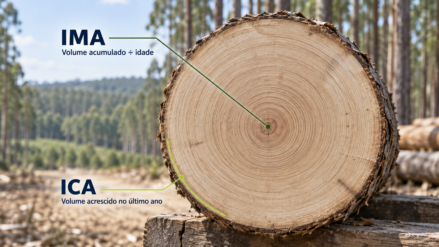 IMA e ICA contam histórias diferentes sobre a mesma floresta (Parte 1)